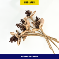 HUGeARNS - Bunga Pinus Kering Buah Cemara Pine Cone Mini Jumbo Besar Properti Foto Mahar Dekorasi Ru
