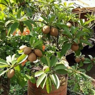 anak pokok ciku mega