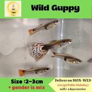 WILD Guppy Fish