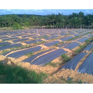 Plastik Penutup Tanah / Silvershine Roll Irrigation / Plastik Penutup Batas