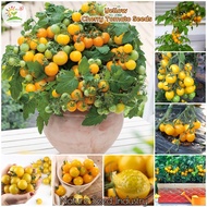[Fast Growing] Good Quality Yellow Cherry Tomato Seeds for Planting (100pcs per pack) Organic Fruit 