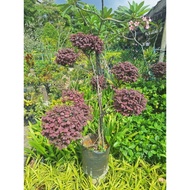 pokok loropetalum Chinese/ pokok bonsai / tahan panas / pokok hidup