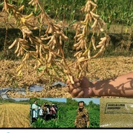 RB.  Kedelai Lokal Organik Non GMo