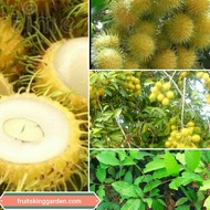 ANAK POKOK RAMBUTAN GADING KUNING  MEGA (KAHWIN) HYBRID THAILAND Buah Buahan Fruits Live Plant [WEST MALAYSIA ONLY]