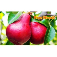 [ REAL LIVE ] ANAK BENIH POKOK BUAH PEAR MERAH ( PKK LIMITED )
