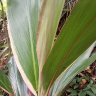 Daun andong atau daun hanjuang segar kg