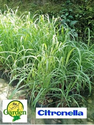 Citronella Seeds Price & Voucher Jun 2025 | BigGo Philippines