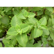 🌿1 keratan🌿pokok herbal bangun-bangun Mexican Mint  左手香