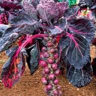 50 Biji Benih Kobis Baby – Kobis Kecil Long Island (Brussel Sprouts)