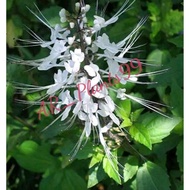AZ Fresh Cat's Whiskersdaun 500 Grams Economy Package