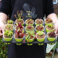 Flycatcher, potted carnivorous plant, Pitcher plant, mosquito repellent, super large carnivorous, in