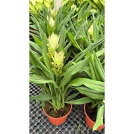 RINA • pokok tulip siam • curcuma alismatifolia lilies turmeric kunyit flower bunga live plant outdo