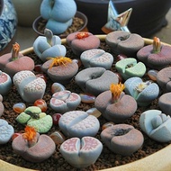 100pcs Lithops Seeds Mixed Living Stones Succulent Cactus Bulk Seed