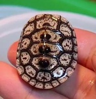 【成崧水族】華麗鑽紋 鑽紋龜 水龜 澤龜 華麗鑽紋龜 蛋龜 箱龜