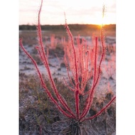 Drosera Filiformis red - red Octopus Tree