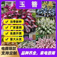 [Supply] Colorful Leaf Jade Hairpin Flower Seed Jade Flower Seed Potted Flower Seed White Crane Flow