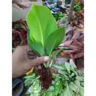 [BISA COD] MOONLIGHT PILLO (TANAMAN HIAS AGLAONEMA/AGLONEMA THAILAND)