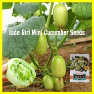 10pcs/pack Biji Benih Mini Timun Jade Girl Mini Cucumber Seeds for Planting 玉女黄瓜种子 High Yield Golden