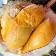 Anak Pokok Durian Duri Hitam Hybrid Kawin