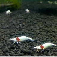 udang hias red mosura aquascape