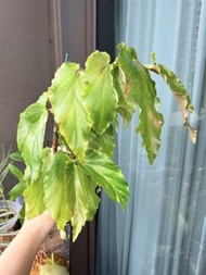 【植物】白素貞秋海棠 盆栽