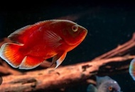 Albino Red Blood Oscar/Readystock/Freshwater/Ornamental Fish