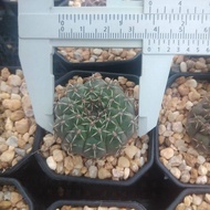 💥ยิมโนคูห์เลียนั่ม💥Gymnocalycium quehlianumไม้เมล็ด ขนาด3-5ซม.ต้นแคคตัส ต้นกระบองเพชร (กรุณาอ่านรายละเอียดก่อนทำการสั่งซื้อ)