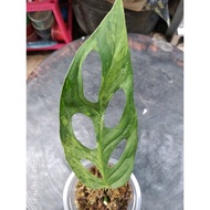 Monstera Varigata Lokal \ Tanaman Hias \ Janda Bolong