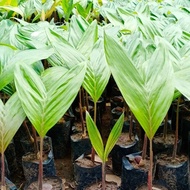 TERBAIK BIBIT POHON SALAK PONDOH LOKAL ASLI  PER 1 PCS REDYSIAPKIRIM