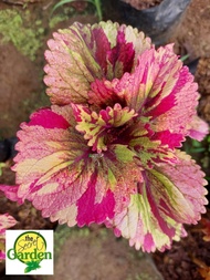 Mayana Coleus Maroon Tilt-a-Whirl (Super Rare Mayana) with FREE plastic pot, and garden soil (Outdoor Plant, Real Plant, Live Plant and Limited Stock)