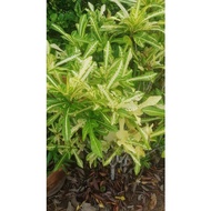 keratan pokok bunga puding