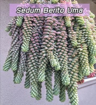 [ถูกที่สุด]ไม้อวบน้ำเลื้อย setum berto uma cactus &amp; succulent  แคตัส กระบองเพชร ต้นไม้ ,