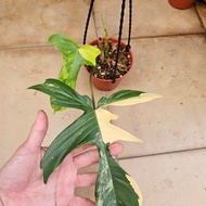Philodendron Florida Beauty Varigated