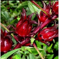 POKOK ROSELLE anak pokok