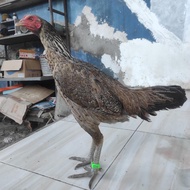 Ayam indukan betina Birma Mangon Telur hijau berkualitas
