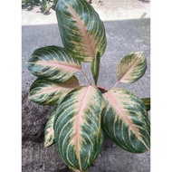 #5 New Collection Garden Decor different Aglaonema Varieties