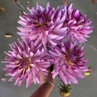 DAHLIA DINNERPLATE TUBER ID Leila Savanna Rose
