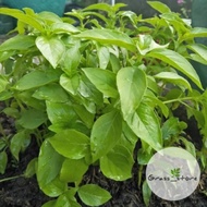 Basil tree seedlings with leaves | Basil plant