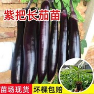 現貨  特價 小欣種業紫把長茄苗嫁接苗大龍茄子苗紫紅線茄孑苗圓茄青茄秧四季種蔬菜苗