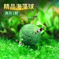 Seaweed Ball  Aquarium Plants 幸福海藻球   水族馆植物 鱼缸水草 Fish Tank Water Grass Office Hydroponic Plant Ecolo