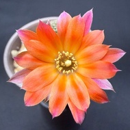 【 Mr V Plantnet 】Sulcorebutia hybrid｜美花沟宝｜Beautiful Flower Series｜Multi-Color Blooms复色花朵｜CollectorGr