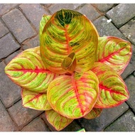 Aglonema Marsha Anjani Tanaman Hias Bunga Aglonema Aglaonema Marsha