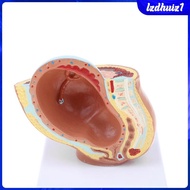 [Lzdhuiz1] Lifesize 9th Month Pelvis Section Fetus Models Human Fetal Development Model
