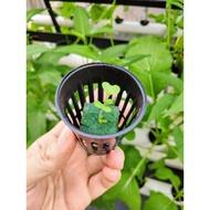 Hydroponic/Aquaponic Net Pot 4.5cm x 6cm