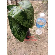 keladi Askar hutan borneo