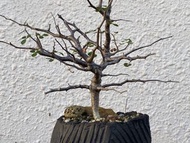 波葉橄欖 波葉沒藥 Commiphora Sinuata