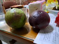 牛奶果