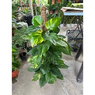【TW668】 Money plant Potho 2 feet with cocopeat stand indoor plant万年青 POKOK Hiasan dalam rumah live p