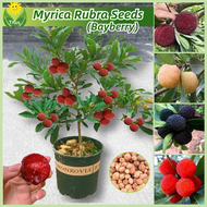 เม็ดพันธุ์ เบย์เบอร์รี่ เมล็ดเบย์เบอร์รี่ บรรจุ 15 เมล็ด Myrica Rubra Plant Seeds Bayberry Fruit Seeds for Planting บอนสี เมล็ดผลไม้ ต้นไม้ผลกินได้ พันธุ์ไม้ผล บอนไซ ต้นบอนสี เมล็ดบอนสี ต้นผลไม้ ต้นไม้แคระ ผลไม้อร่อย ปลูกง่าย คุณภาพดี ราคาถูก ของแท้ 100%