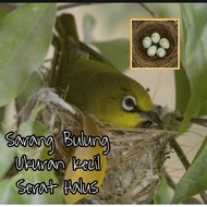 Sarang Burung Ukuran Kecil Serat Halus Burung Pleci Ciblek Prenjak DLL